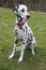 Dalmatian dog sat on grass portrait