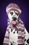 Dalmatian dog with a scarf and hat show tongue