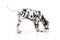 Dalmatian dog side view eating from bowl