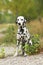 Dalmatian dog is sitting in nature environment