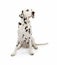 Dalmatian Dog Sitting Pretty