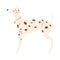 Dalmatian Dog Standing