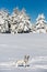 Dalmatian dog standing in snow