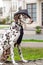 Dalmatian dog in a striped hat and tie against the background of