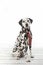 Dalmatian dog in stripped tie on white background