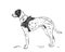 Dalmatian dog vector drawing. Standing side view sketch. Hand drawn pet illustration