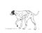 Dalmatian dog vector drawing. Walking side view sketch. Hand drawn pet illustration