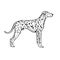 Dalmatian dog. Vintage style forr your design