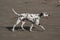 Dalmatian dog walk