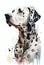 Dalmatian dog watercolour portrait painting