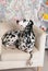 Dalmatian dog on a white chair in the bright Shabby interior. Retro objects, vintage decor