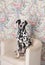 Dalmatian dog on a white chair in the bright Shabby interior. Wall flower. Retro objects, vintage decor