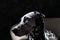 Dalmatian dog on a white chair in a steel-gray interior. Hard studio lighting. Artistic portrait close up