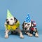 Dalmatian dogs as birthday animals on blue background