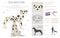 Dalmatian dogs clipart. Different poses, coat colors set