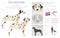 Dalmatian dogs clipart. Different poses, coat colors set