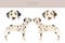 Dalmatian dogs clipart. Different poses, coat colors set