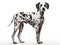 Dalmatian dogs have white fur all over their bodies. As for the polka dots that are their distinctive feature. Generative AI