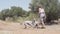 Dalmatian dogs playing and jumping in the forest