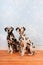 Dalmatian dogs sitting at the floor