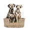 Dalmatian dogs in wicker basket