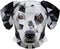 dalmatian face illustration