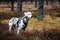 Dalmatian female dog standing in forest background