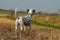 Dalmatian in the fields