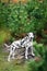 Dalmatian in fir-tree forest