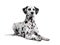 Dalmatian in front of white background