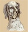 Dalmatian head - hand drawn illustration -sketch in vintage style