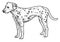 Dalmatian illustration, drawing, engraving, ink, line art, vector