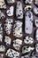 Dalmatian jasper rare stones texture on brown varnished wood background