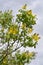 Dalmatian laburnum