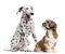 Dalmatian and Lhassa apso sitting, isolated