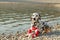 Dalmatian lying on the beach with his toy