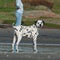 A Dalmatian male cooling the paws