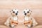 Dalmatian miniature figure toy with text welcome board on wooden background.