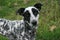 Dalmatian mixed breed head shot with inquisitive look