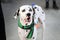 Dalmatian with open mouth close-up. Big white dog with black spots on a green leash.