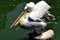 Dalmatian Pelican