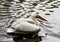 Dalmatian Pelican.