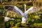 Dalmatian pelican from the back spreading its wings, near threatened animal specie from Europe and India