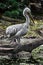 Dalmatian pelican on the beam 1