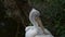 Dalmatian pelican cleaning feathers