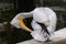 Dalmatian Pelican, close up picture