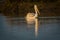 Dalmatian pelican closeup with reflection swimming in lake water and catching fishes