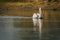 Dalmatian pelican closeup with reflection swimming in lake water and catching fishes