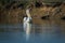 Dalmatian pelican closeup with reflection swimming in lake water and catching fishes