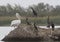 Dalmatian pelican and cormorant sitting on a flooded hole.